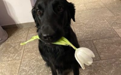 Hundetraining